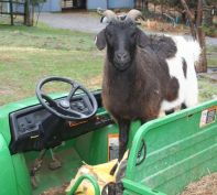 camp-karma-goat-tractor-rural-nature